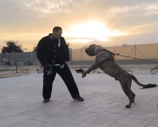 Adiestrador Canino Profesional.