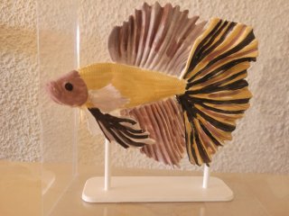 Pez Betta 3D Pintado a Mano