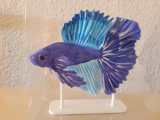 Pez Betta 3D Pintado a Mano