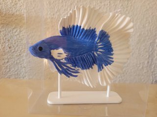 Pez Betta 3D Pintado a Mano