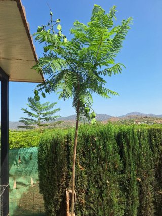 Árboles Ceiba Speciosa y Plumerillo Rosado