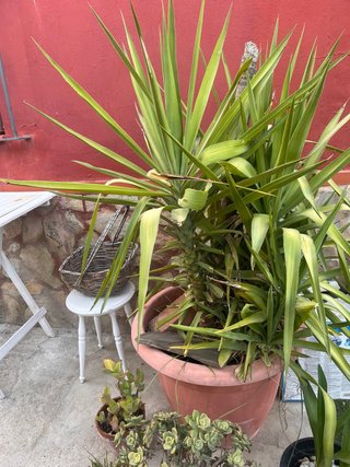 Planta Yuca muy grande Varios troncos