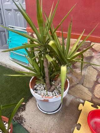 Planta Yuca Grande en Maceta