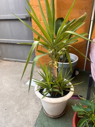 Planta Yuca Mediana Grande