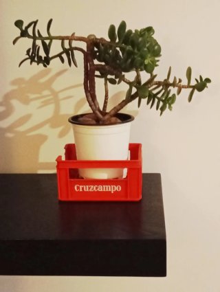 Bonsái de Jade en porta notas Retro / Vintage