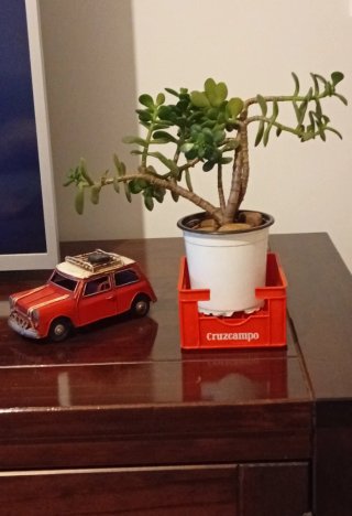 Bonsái de Jade en porta notas Retro / Vintage