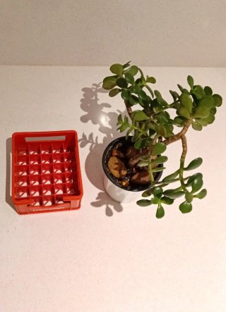 Bonsái de Jade en porta notas Retro / Vintage