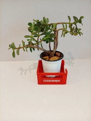 Bonsái de Jade en porta notas Retro / Vintage
