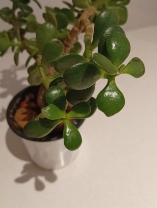 Bonsái de Jade en porta notas Retro / Vintage