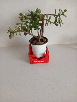 Bonsái de Jade en porta notas Retro / Vintage