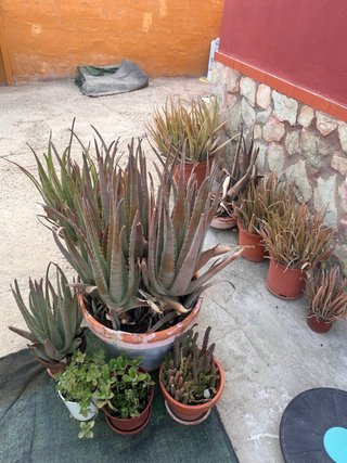 Plantas Aloe Vera Varios Tamaños