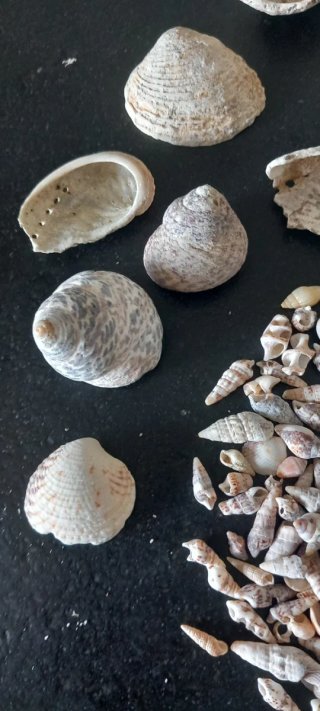 Conchiglie Costa Etruschi