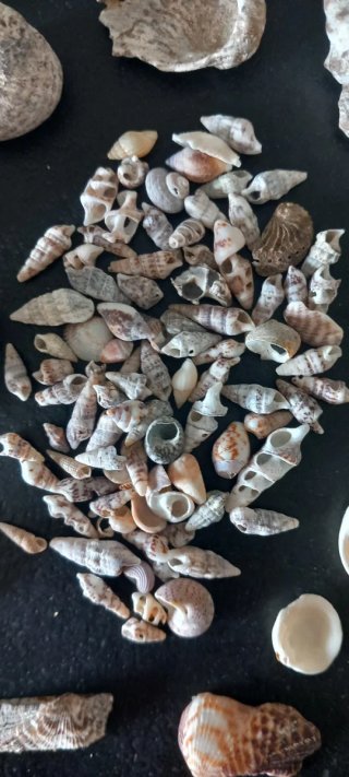 Conchiglie Costa Etruschi