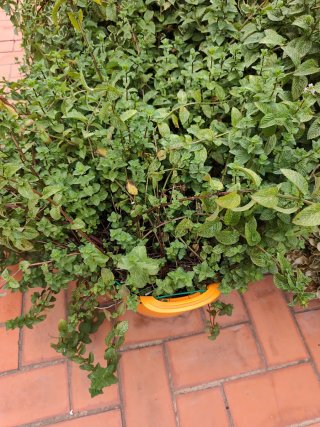 Planta de hierbabuena