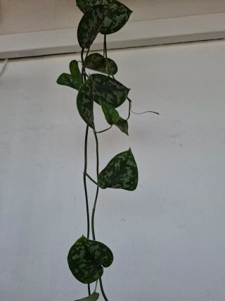 Enorme planta Scindapsus Pictus trebie