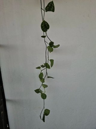 Enorme planta Scindapsus Pictus trebie