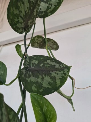 Enorme planta Scindapsus Pictus trebie