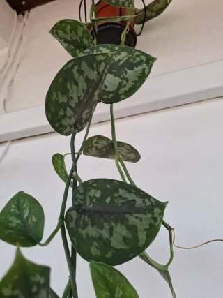 Enorme planta Scindapsus Pictus trebie