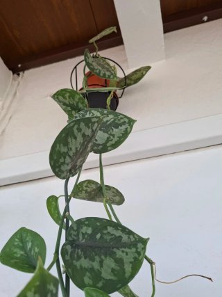 Enorme planta Scindapsus Pictus trebie