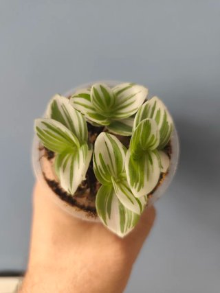 Planta Tradescantia cerinthoides Brightness
