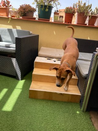 Escalera para perros artesanal