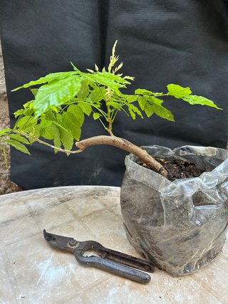 Glicinia/Wisteria