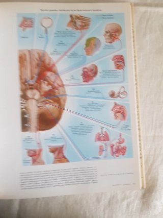 SISTEMA NERVIOSO,  ANATOMIA Y FISIOLOGÍA