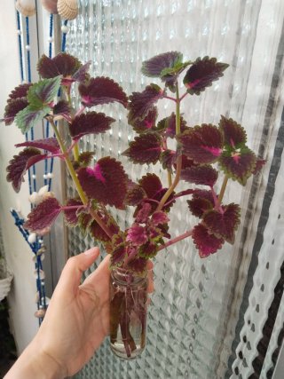 Planta Coleo en agua