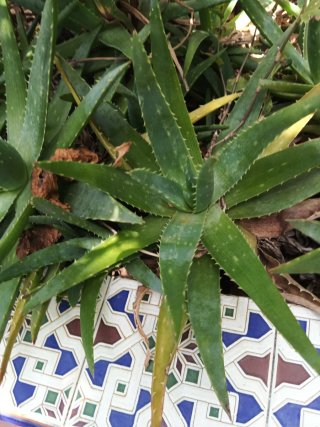 Planta de Aloe Vera