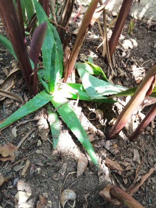 Planta de Aloe Vera