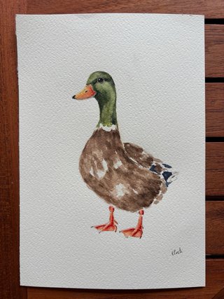 Pato Collverd Acuarela