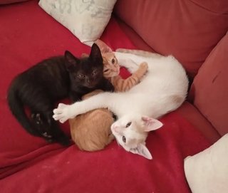 Cuidador de perros y gatos