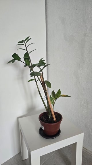Planta Zamioculca
