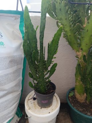 Cactus en maceta