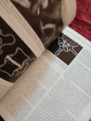 Patología de la columna vertebral en la 3a edad