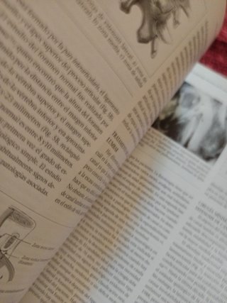 Patología de la columna vertebral en la 3a edad