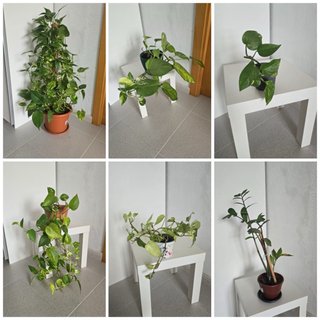 Plantas Potus