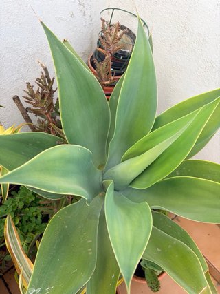 Plantas suculentas variadas