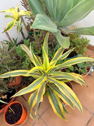 Plantas suculentas variadas