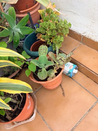 Plantas suculentas variadas