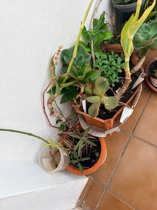 Plantas suculentas variadas