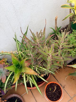 Plantas suculentas variadas