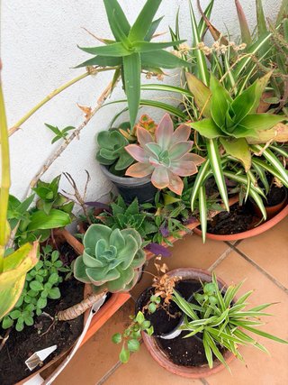 Plantas suculentas variadas