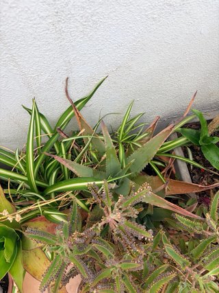 Plantas suculentas variadas