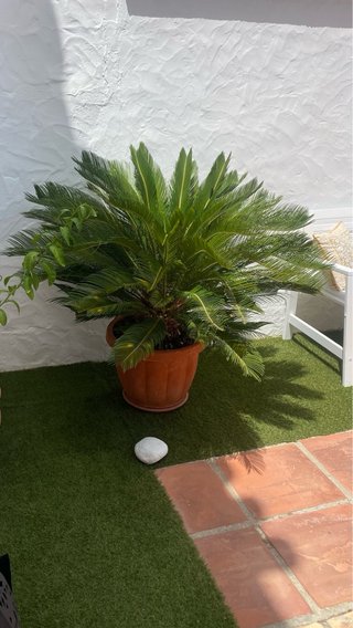 Planta Cycas revoluta (Falsa Palmera)