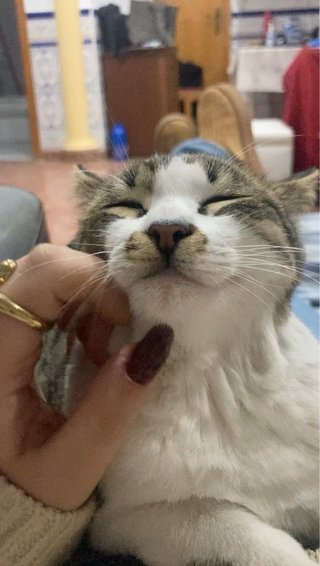 guardería y cuidadora de perros y gatos
