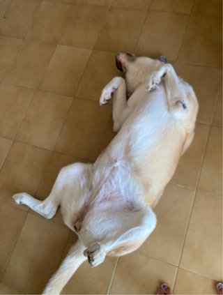 guardería y cuidadora de perros y gatos