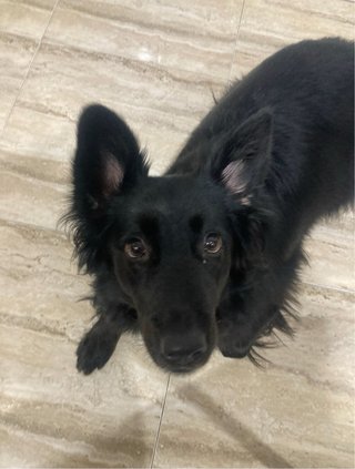 guardería y cuidadora de perros y gatos