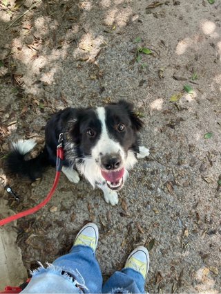 guardería y cuidadora de perros y gatos