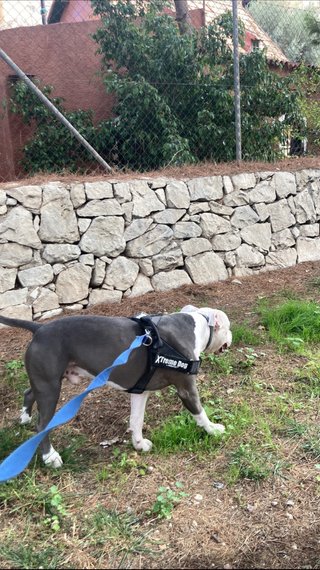 guardería y cuidadora de perros y gatos